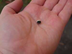 A close-up of a hand holding a small, round black and white object, possibly a seed, in the center of the palm.